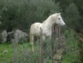 /album/galeria%20de%20fotos%3a%20napole%c3%a3o/ultimas-043-jpg/